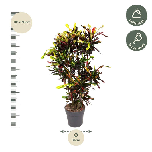 Codiaeum Mammi verzweigt – 120 cm – Ø31 - Botanic-Vibes