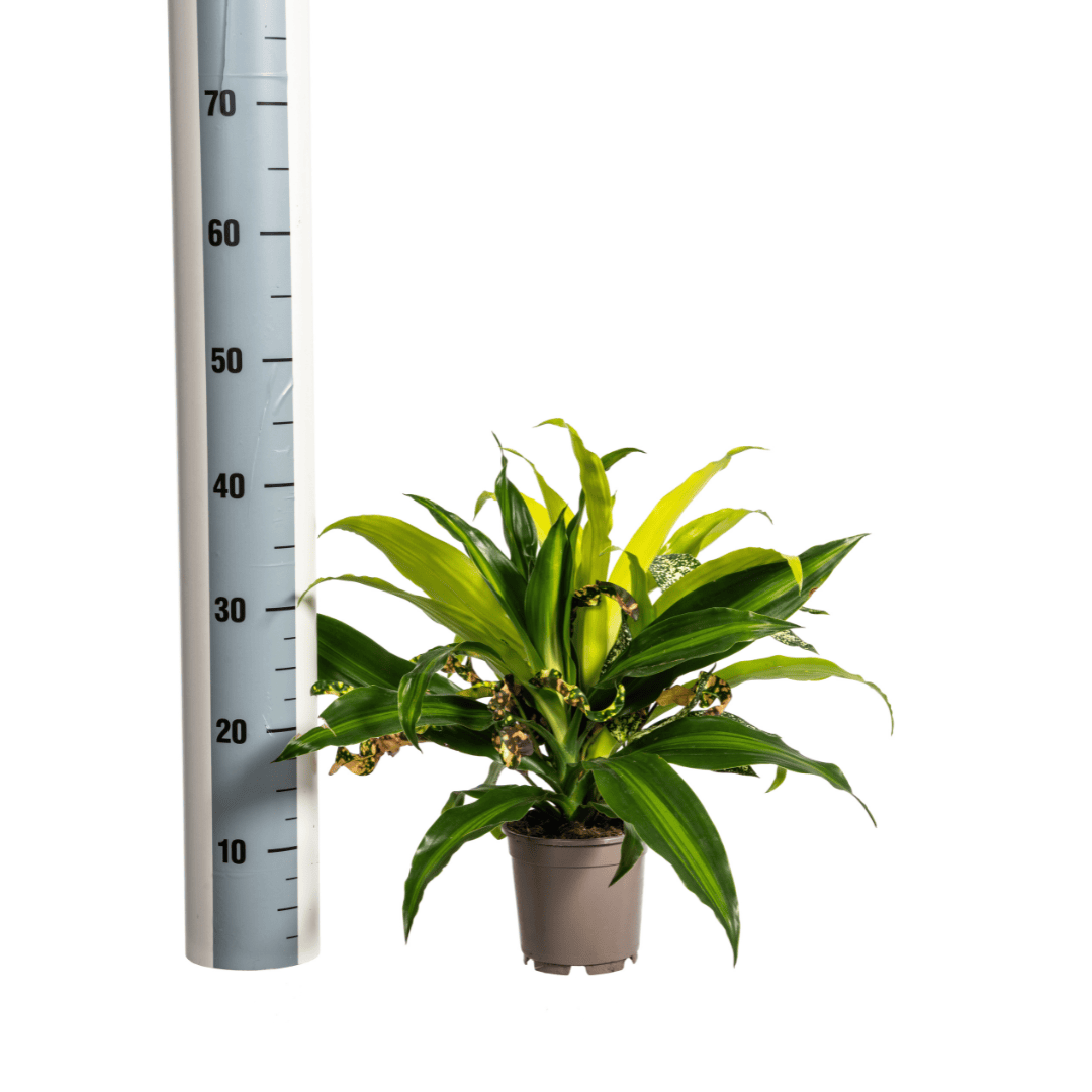 Mixed Combo Ø17cm - ↕55 - 65cm - Botanic-Vibes
