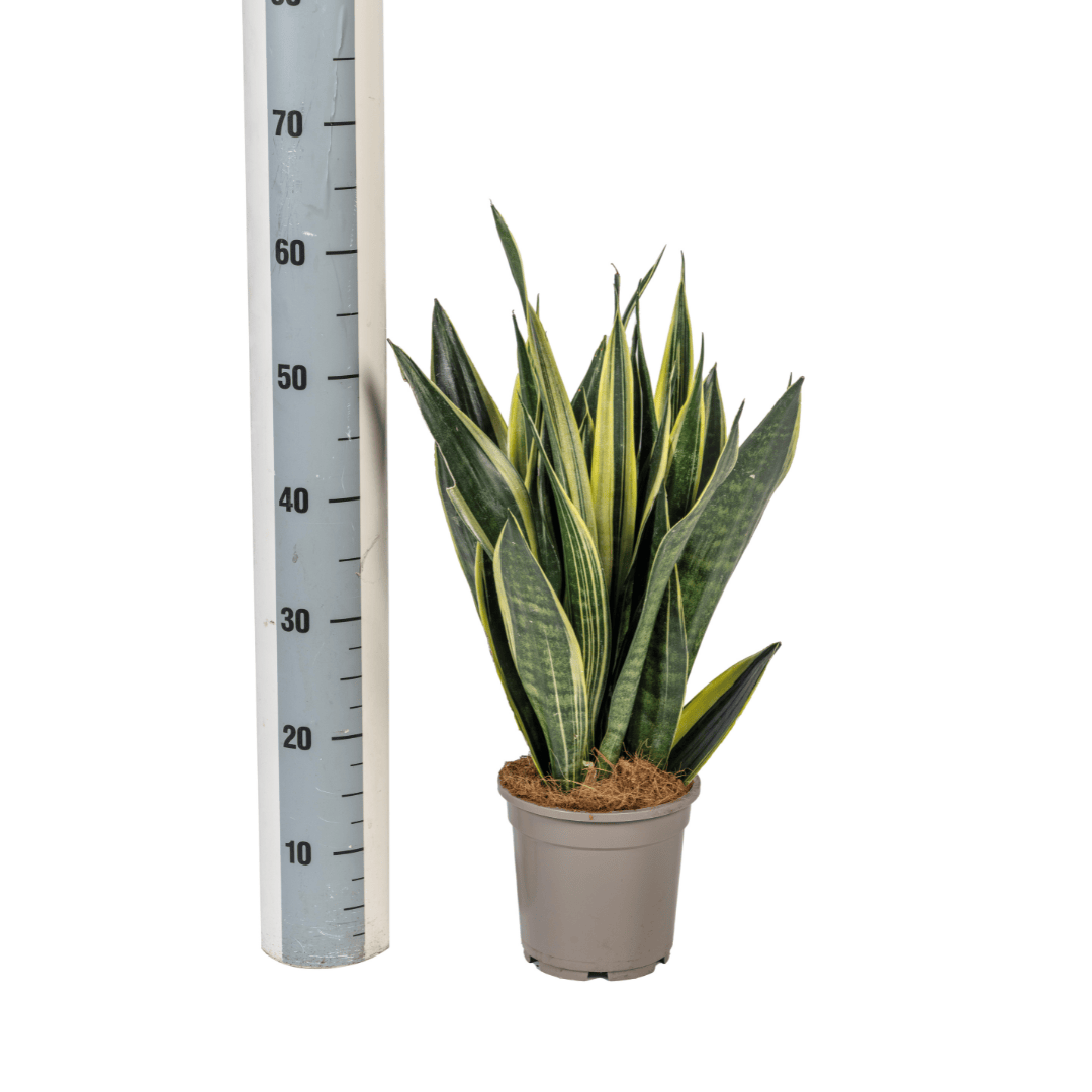 Sansevieria Trifasciata Canary Ø17cm - ↕45 - 55cm - Botanic-Vibes