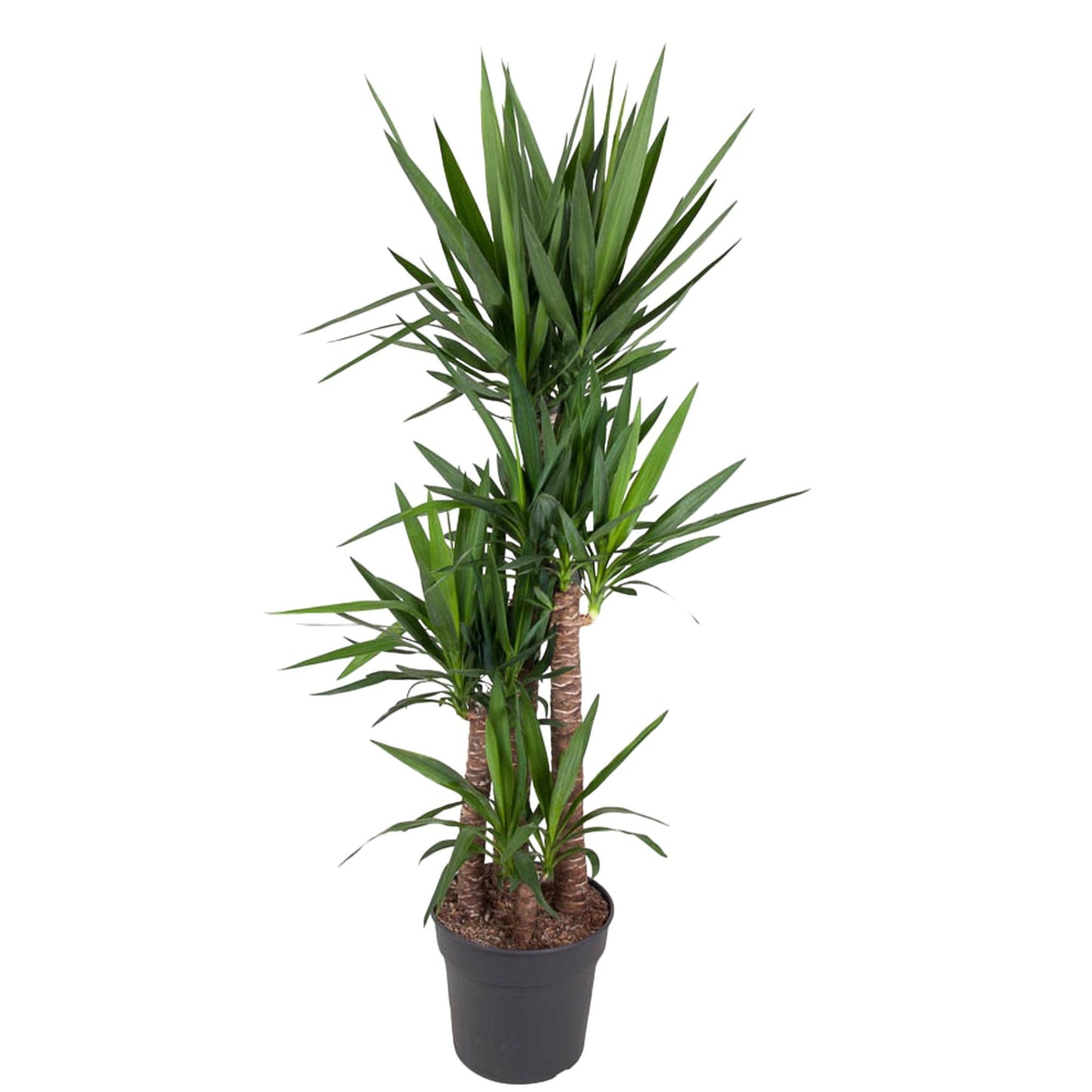 Yucca Elephantipe – 180 cm – Ø34