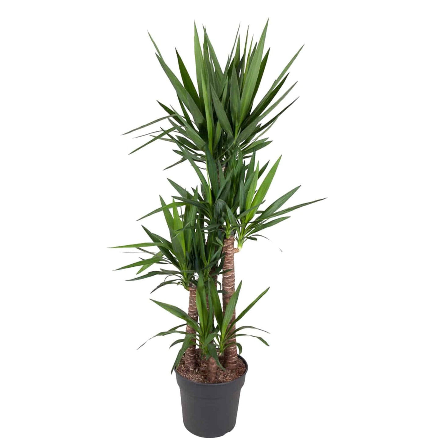 Yucca Elephantipe – 180 cm – Ø34 - Botanic-Vibes
