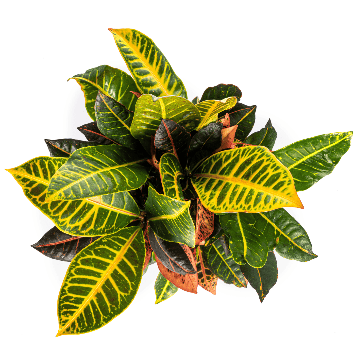 Codiaeum 'Croton' Petra Ø17cm - ↕40 - 60cm - Botanic-Vibes