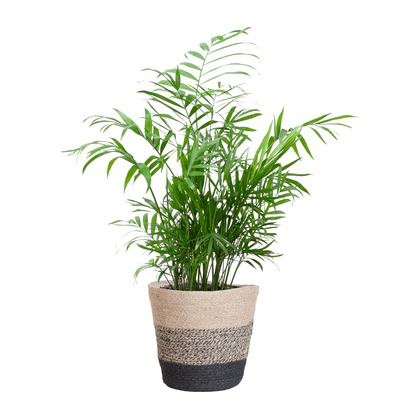 Chamadorea Elegans met Mand Lissabon Schwarz - 55cm - Ø17 - Botanic-Vibes