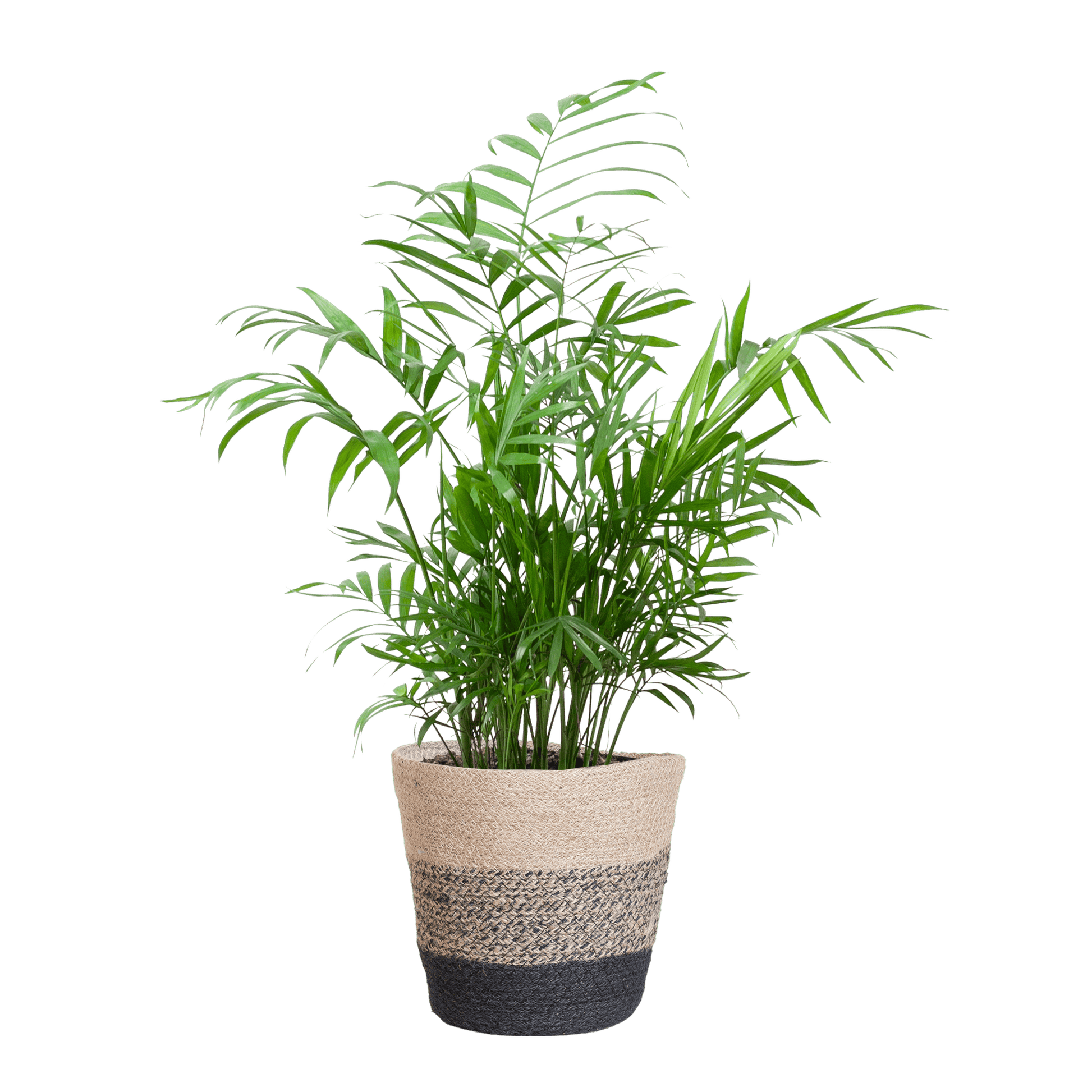 Chamadorea Elegans met Mand Lissabon Schwarz - 55cm - Ø17 - Botanic-Vibes