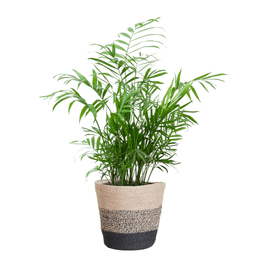 Chamadorea Elegans met Mand Lissabon Schwarz - 55cm - Ø17 - Botanic-Vibes