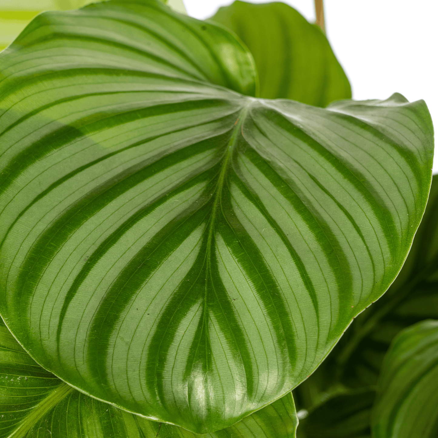 Calathea Orbifolia Ø17cm - ↕40 - 50cm - Botanic-Vibes