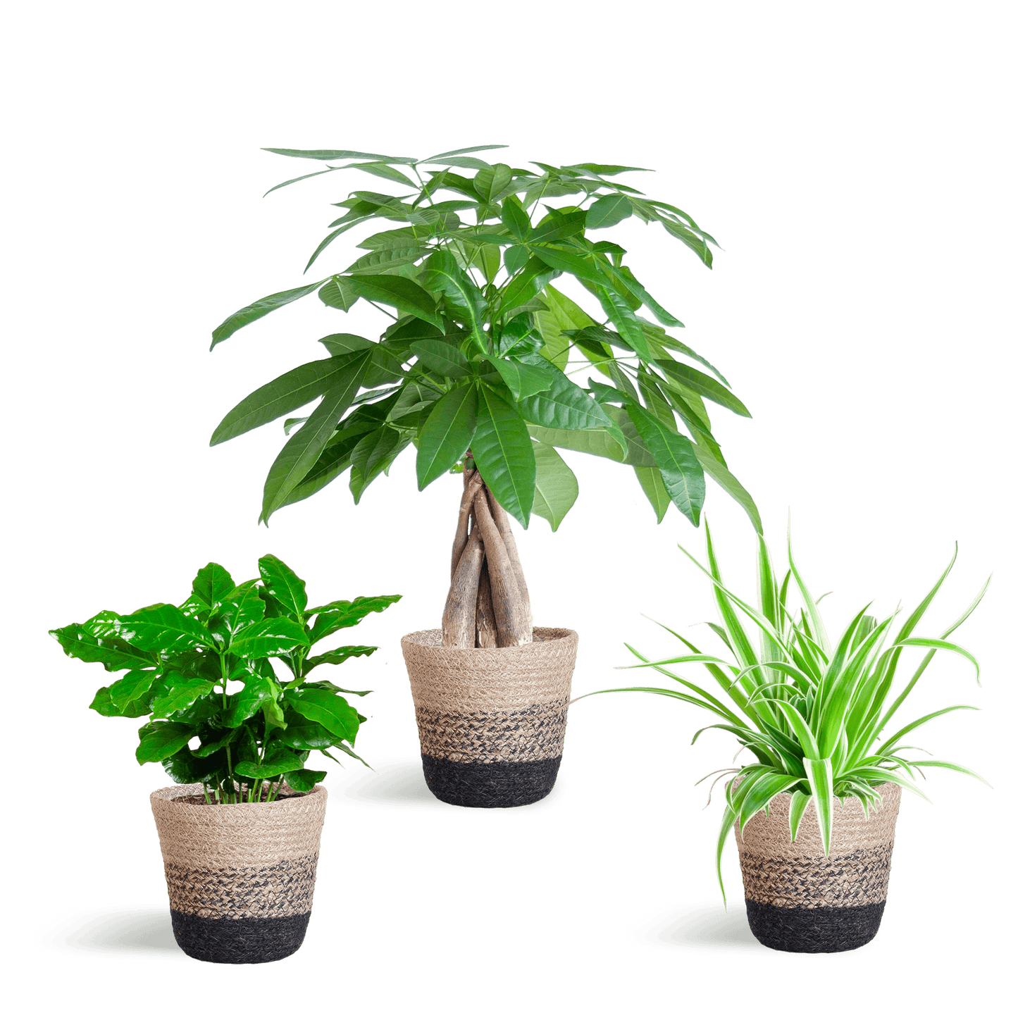 Tierfreundlicher Pflanzenkasten - klein - mit Korb Lissabon schwarz - Ø12 - Botanic-Vibes