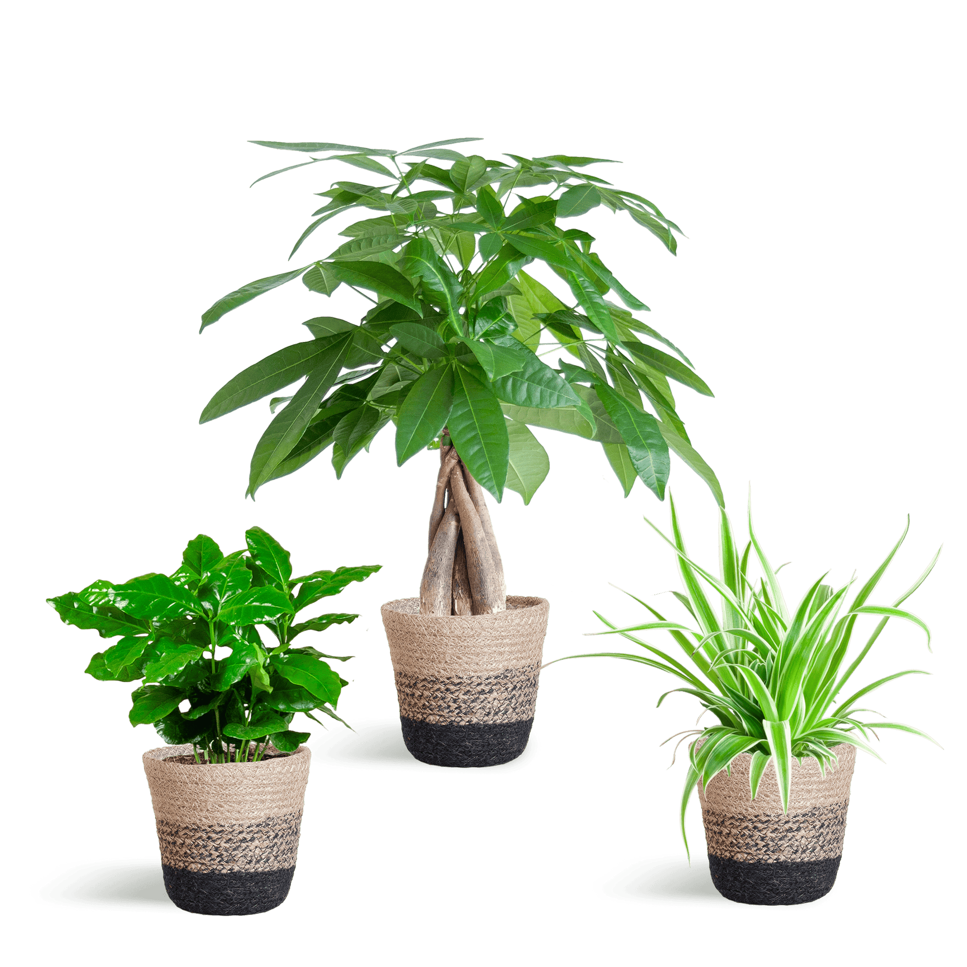 Tierfreundlicher Pflanzenkasten - klein - mit Korb Lissabon schwarz - Ø12 - Botanic-Vibes