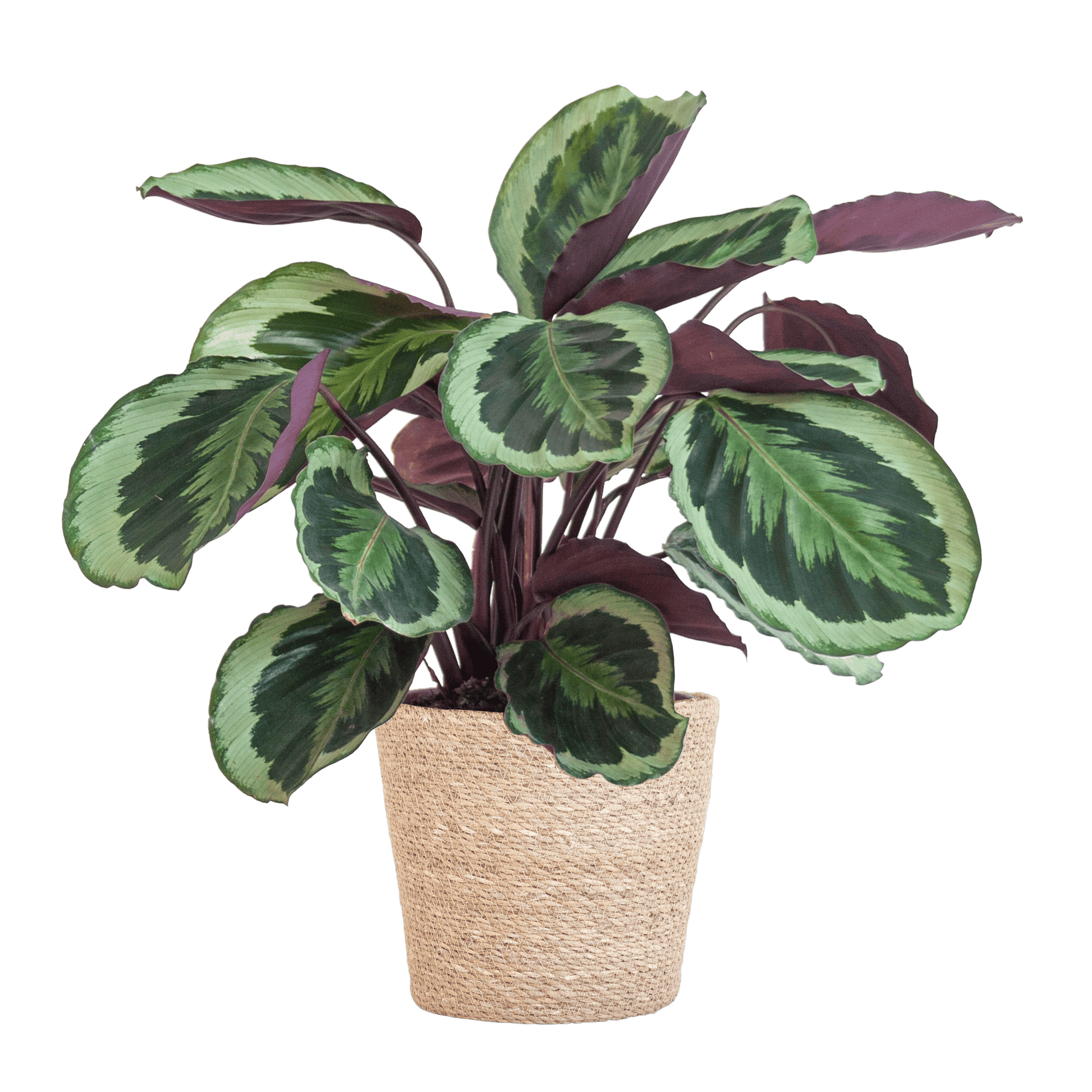 Calathea Medaillon mit Sofia-Korb natur - 65cm - Ø21 - Botanic-Vibes