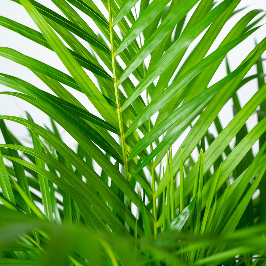 Areca-Palme – Ø21 cm – 110 cm