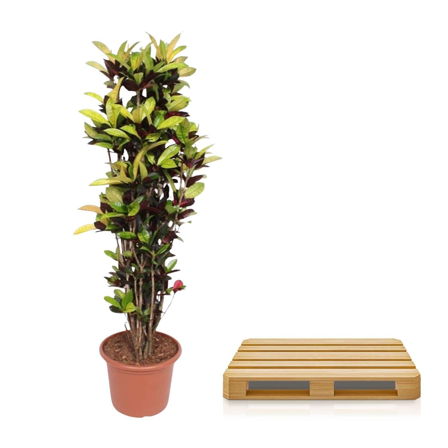 Codiaeum Iceton (Croton Iceton) – 190 cm – Ø45 - Botanic-Vibes
