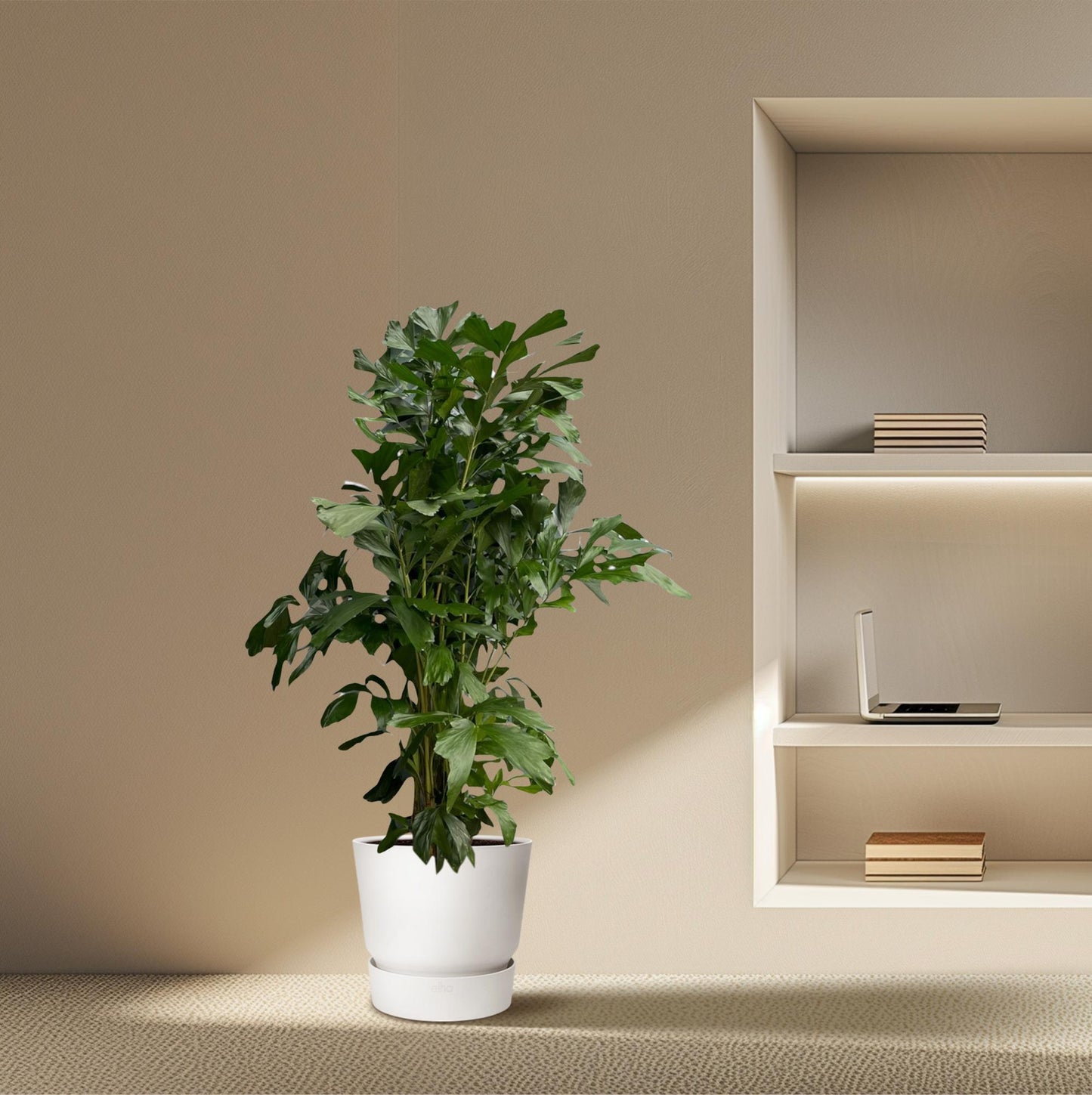 Caryota mitis – 180 cm – Ø27
