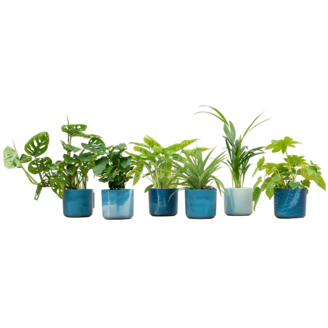 Überraschungsbox – 6 pflanzen inkl. elho ocean round atlantikblau Ø14