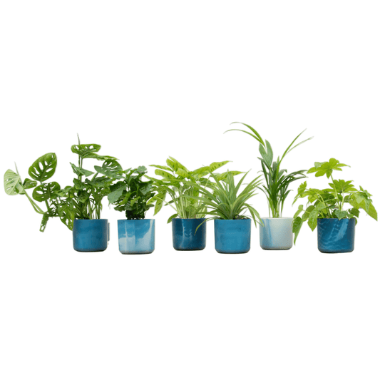 Überraschungsbox – 6 pflanzen inkl. elho ocean round atlantikblau Ø14 - Botanic-Vibes