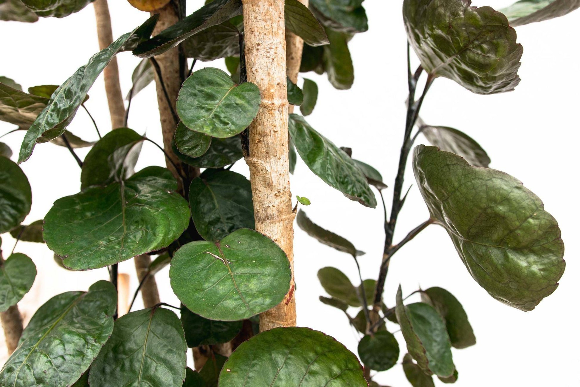 Polysicas Fabian XXL – 160 cm – Ø30 - Botanic-Vibes