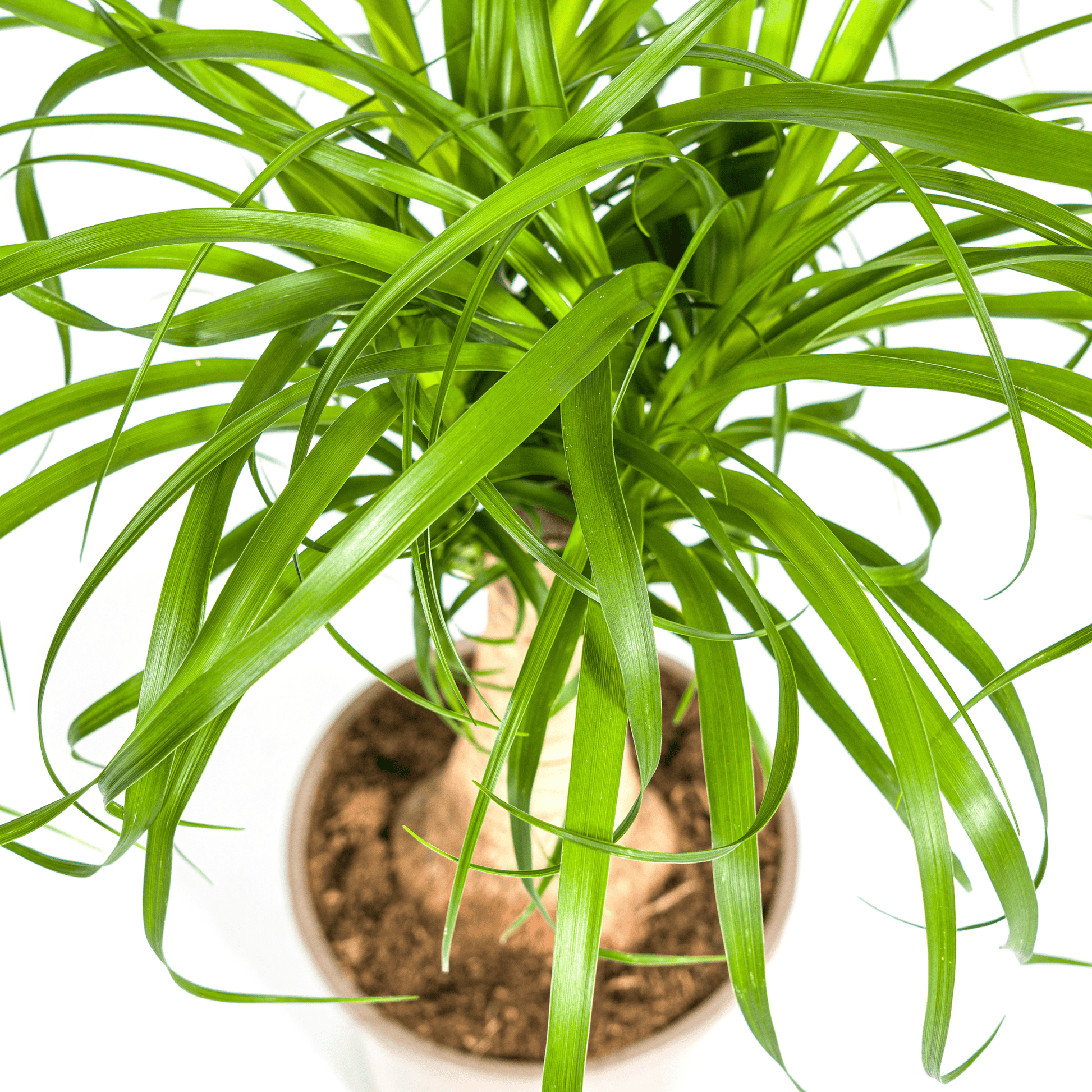 Beaucarnea Recurvata Stamm Ø17cm - ↕40 - 60cm - Botanic-Vibes