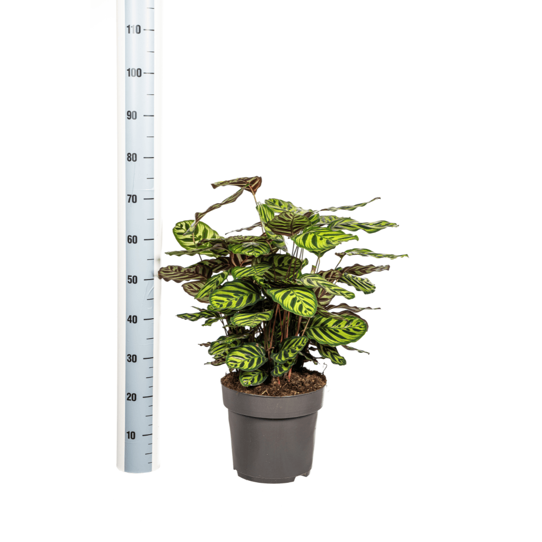 Calathea Makoyana Ø27cm - ↕60 - 80cm - Botanic-Vibes