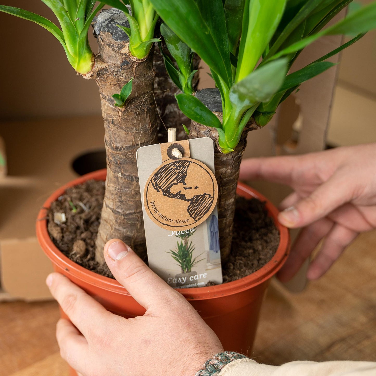 Areca – 130 cm – Ø24 + Yucca – 100 cm – Ø21