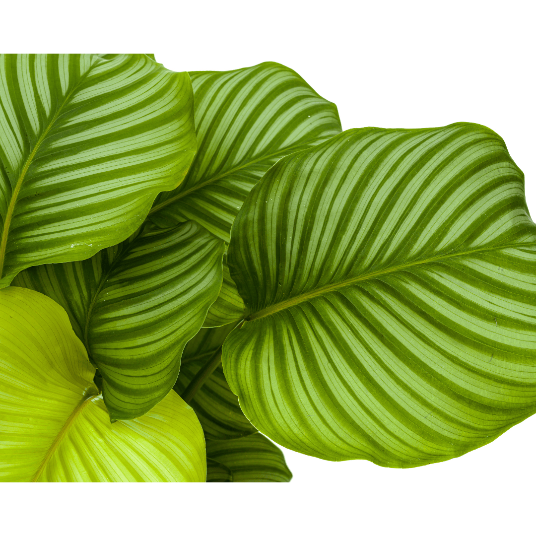 Calathea Orbifolia Ø27cm - ↕70 - 90cm - Botanic-Vibes