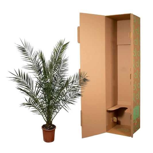 Phoenix canariensis – 180 cm – Ø23 - Botanic-Vibes