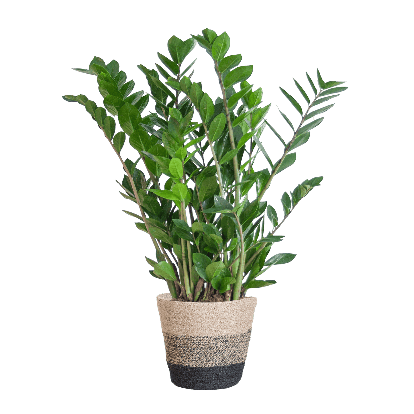 Zamioculcas Zamiifolia mit Pflanzkorb Lissabon Schwarz - 80cm - Ø21 - Botanic-Vibes