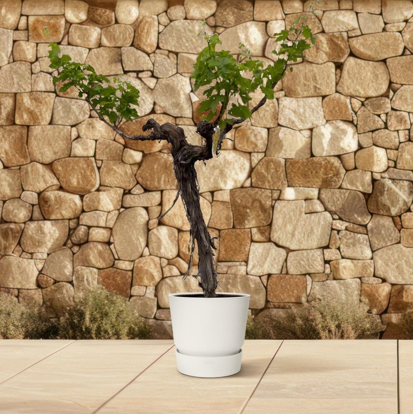 Weinbaum (Vitis vinifera) verzweigter Stamm – 220 cm – Ø55