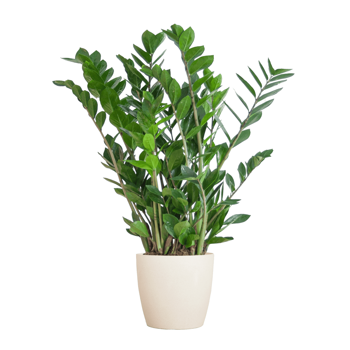 Zamioculcas Zamiifolia mit Viber Weiß  - 80cm - Ø21 - Botanic-Vibes