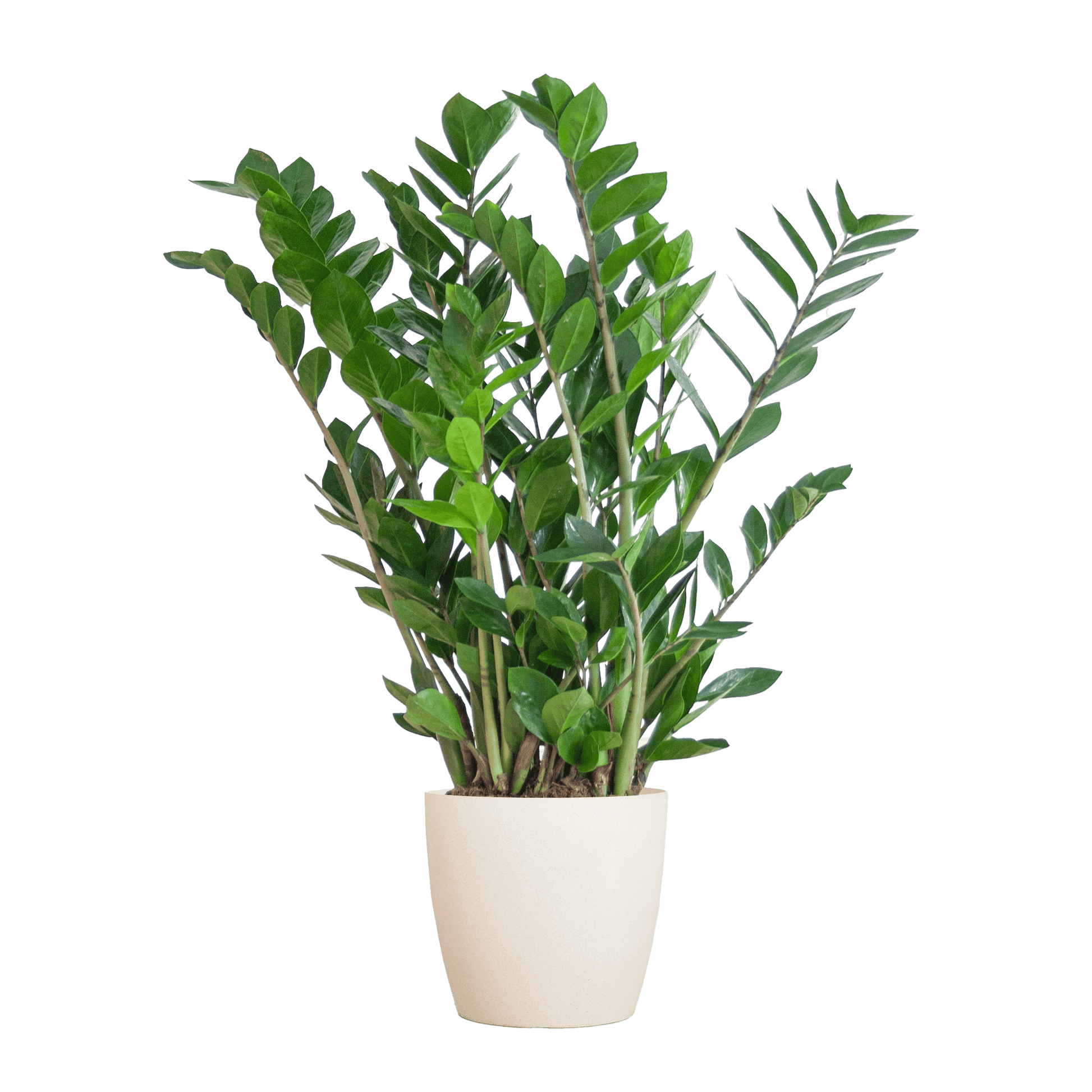 Zamioculcas Zamiifolia mit Viber Weiß  - 80cm - Ø21 - Botanic-Vibes