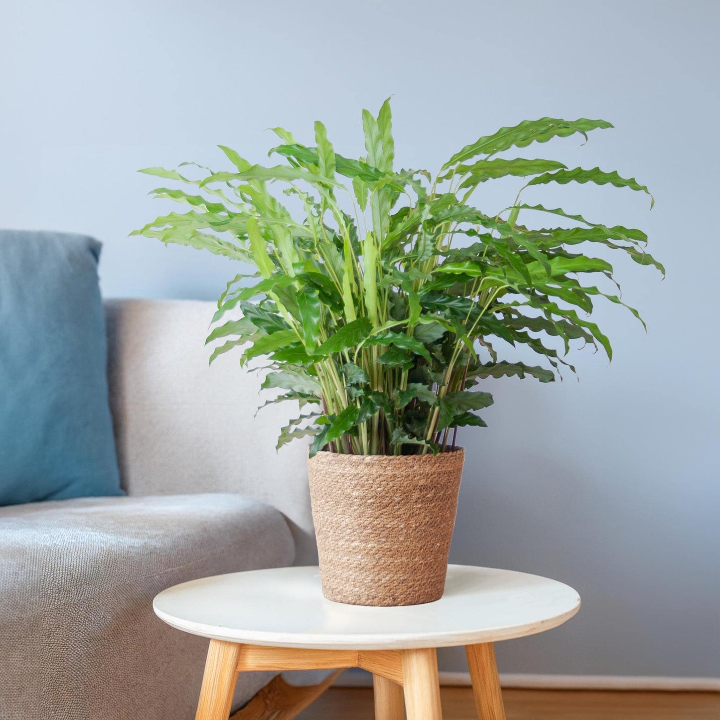 Calathea Rufibarba mit Sofia-Korb natur - 55cm - Ø17 - Botanic-Vibes