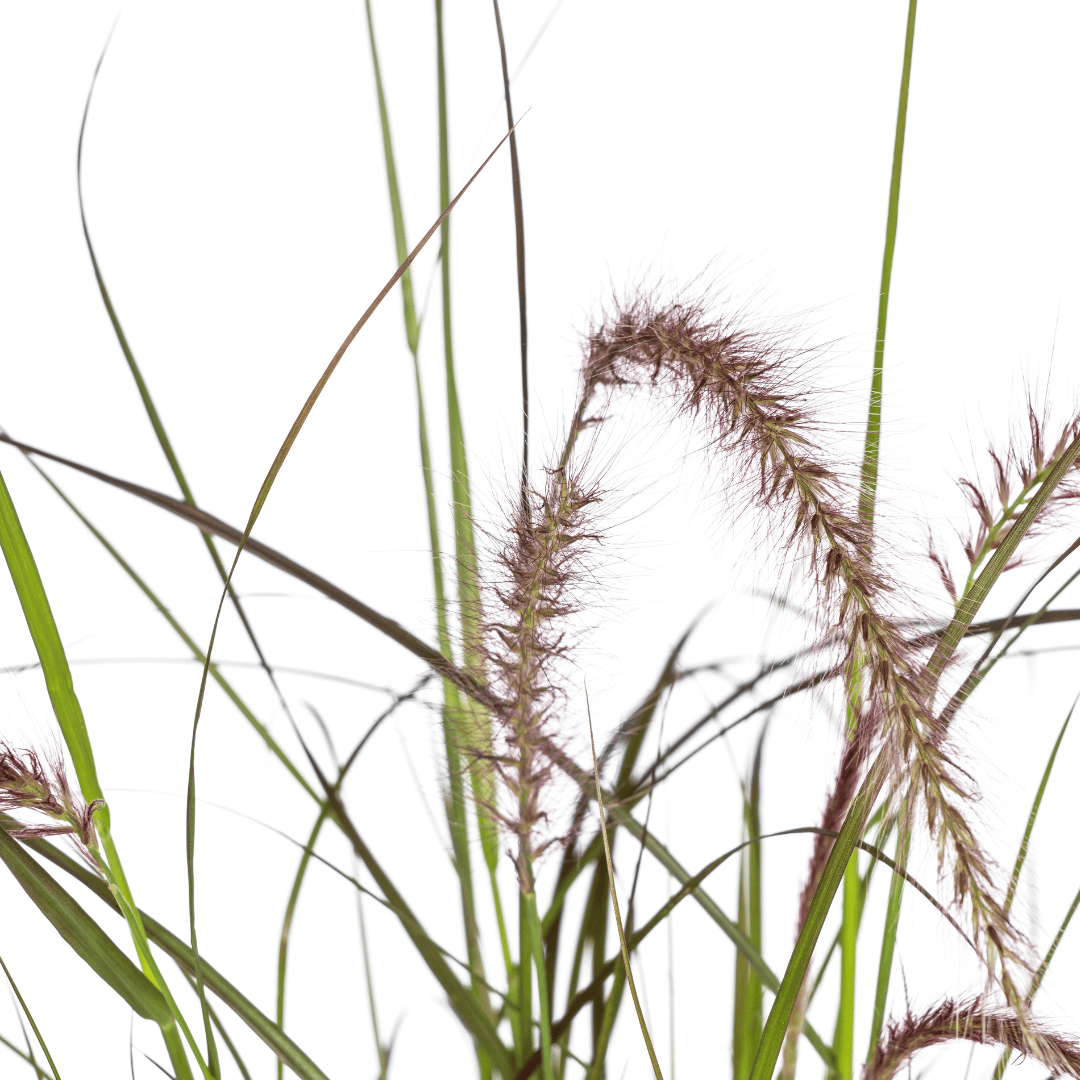 4x Pennisetum x advena Rubrum Ø13cm - ↕50 - 60cm - Botanic-Vibes