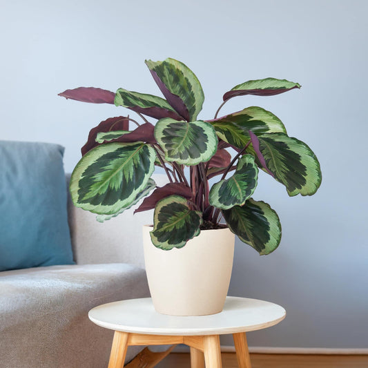 Calathea Medaillon mit Viber Weiß - 65cm - Ø21 - Botanic-Vibes
