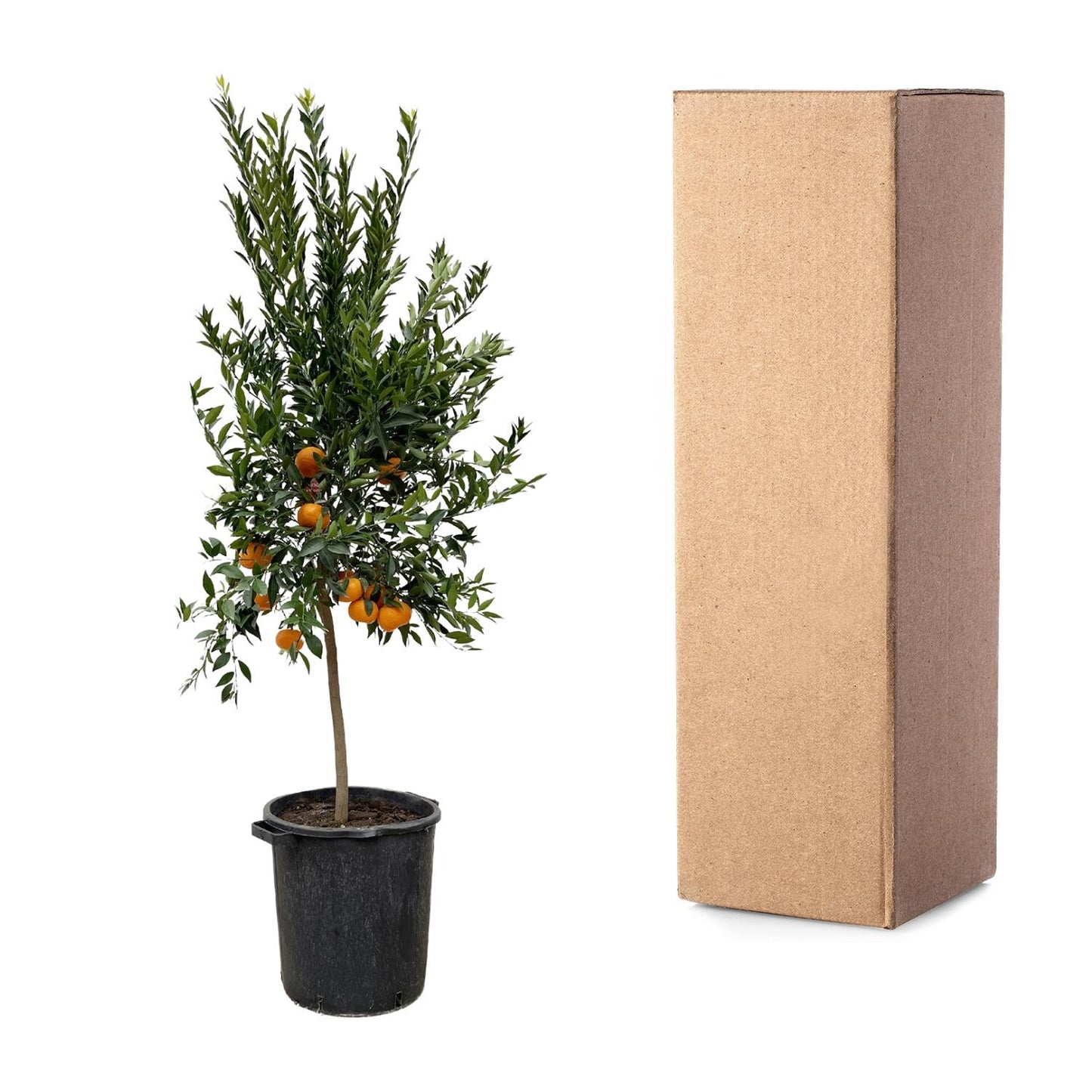 Citrus Mandarino – 200 cm – Ø40