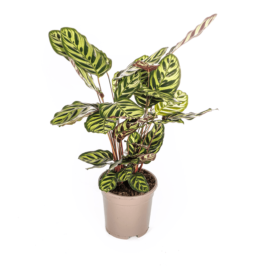 Calathea Makoyana Ø17cm - ↕40 - 50cm - Botanic-Vibes