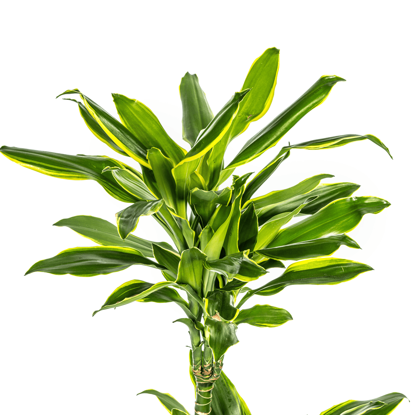 Dracaena Fragrans Golden Coast Ø21cm - ↕90 - 110cm - Botanic-Vibes