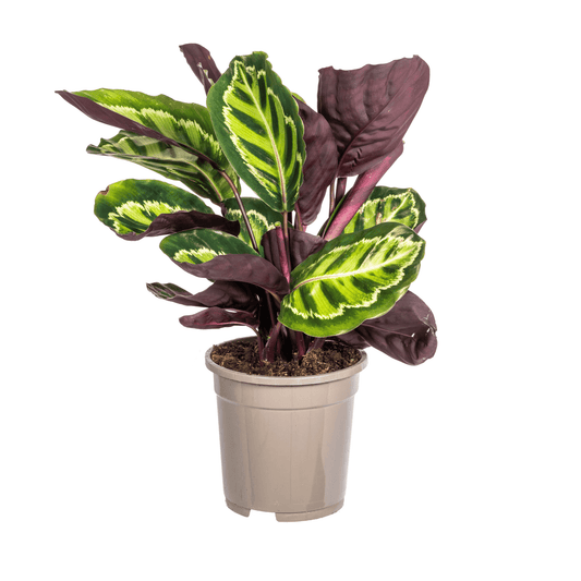 Calathea Roseopicta Ø17cm - ↕40 - 50cm - Botanic-Vibes