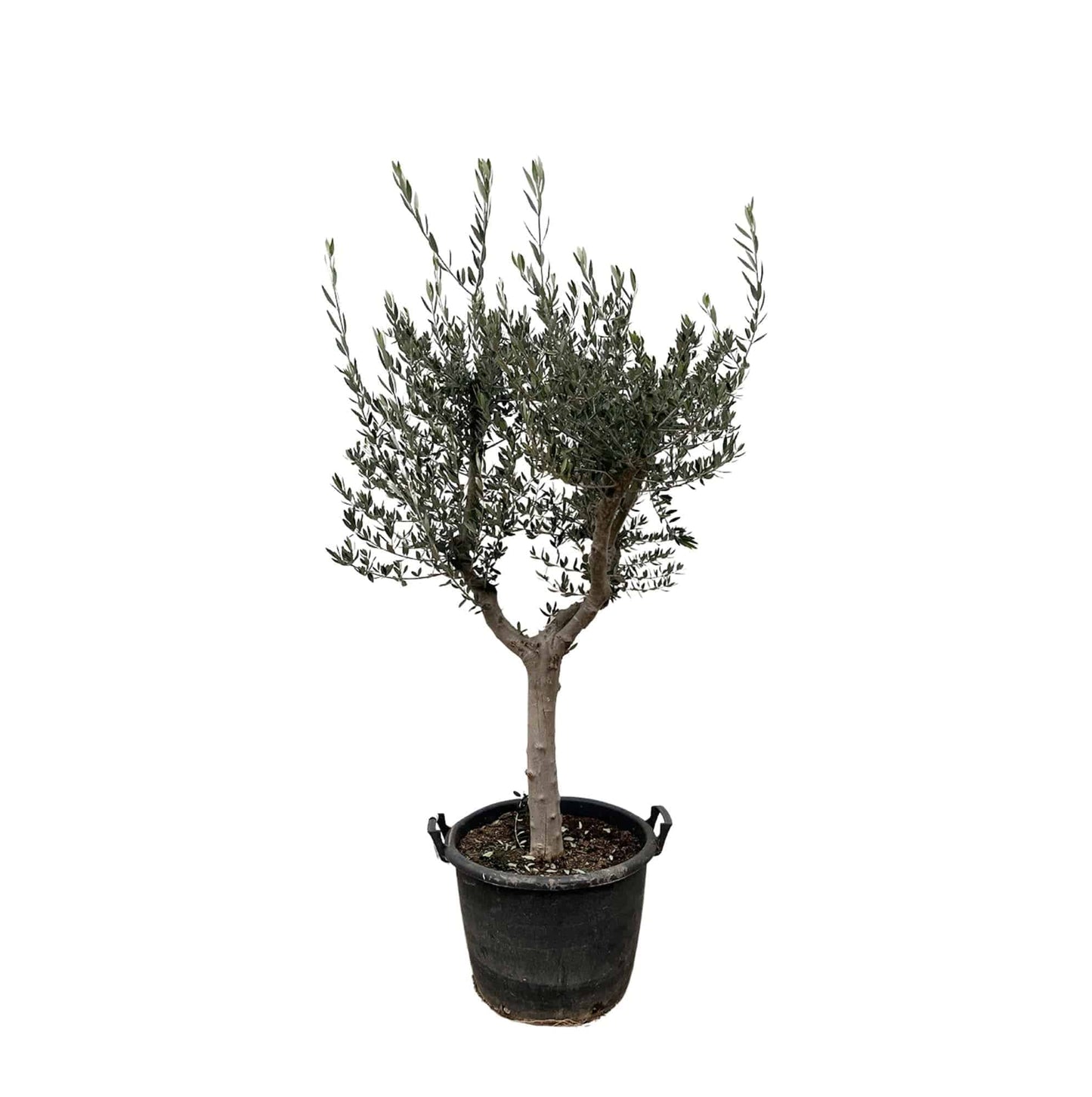 Olea europaea Cultivo – 220 cm – Ø40 - Botanic-Vibes