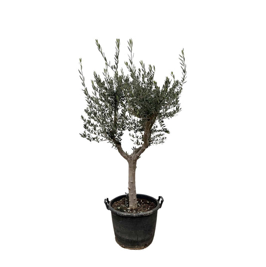 Olea europaea Cultivo – 220 cm – Ø40 - Botanic-Vibes