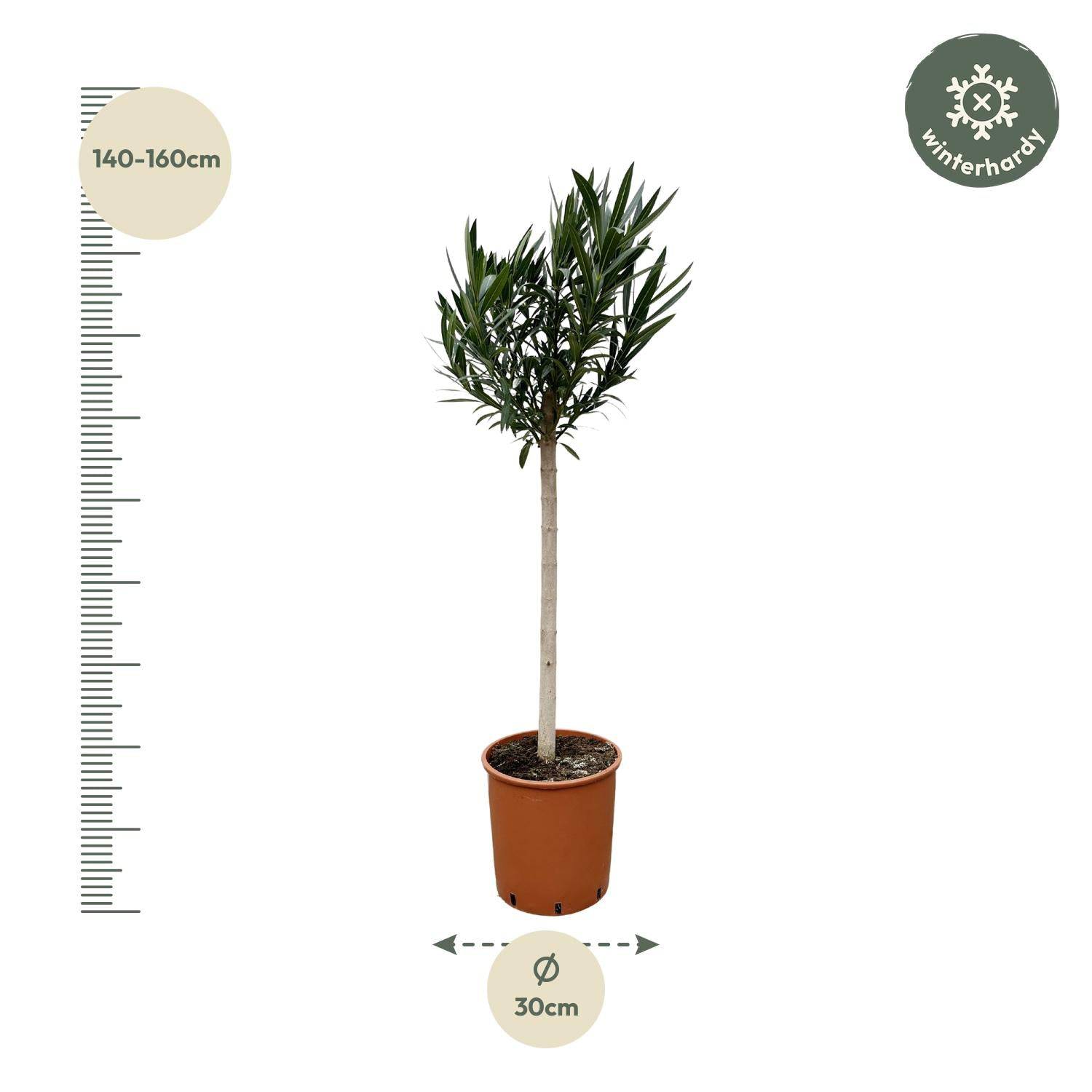 Nerium oleander auf Stamm mit roter Blüte – 170 cm – Ø30 - Botanic-Vibes