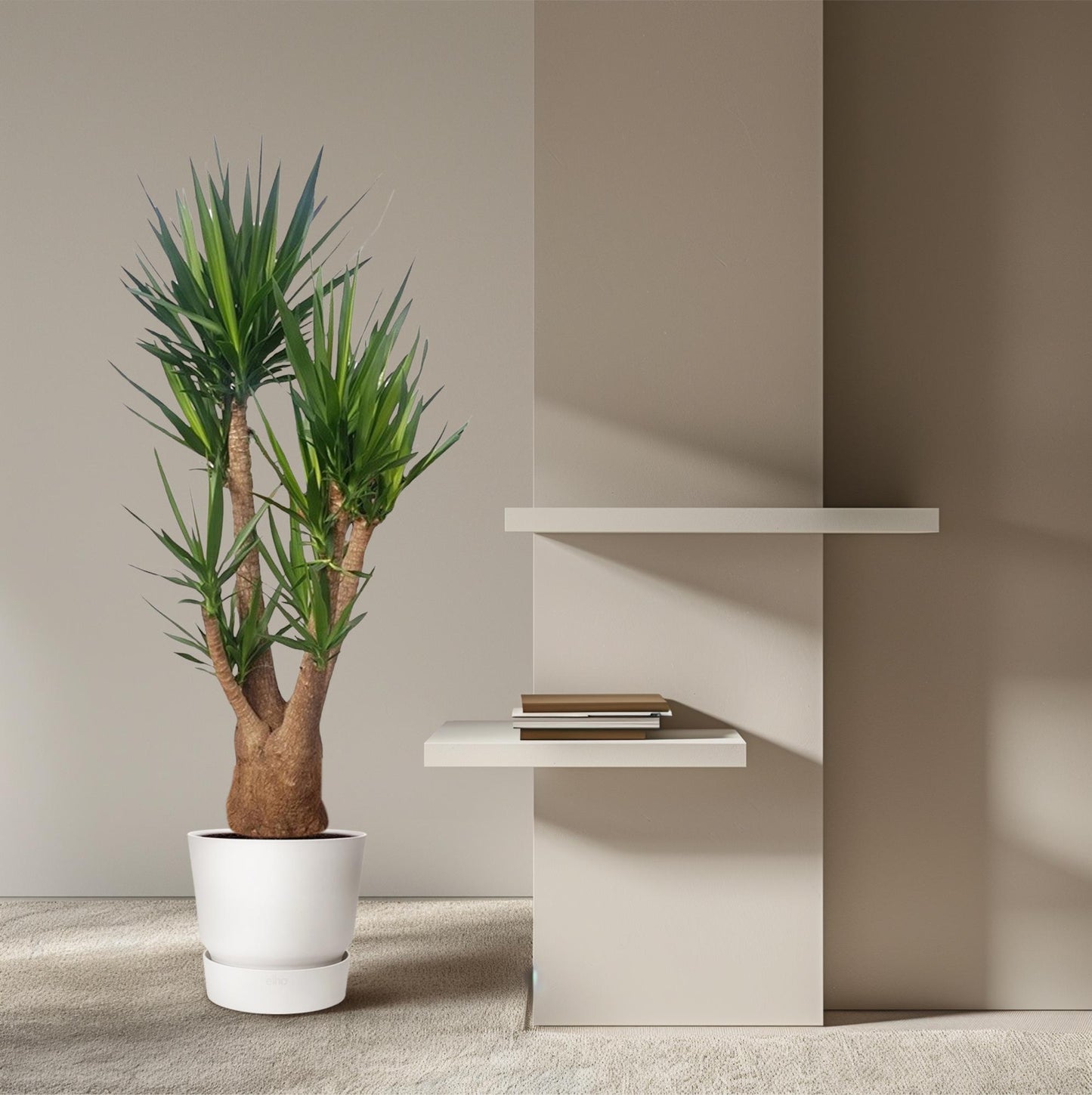 Yucca Elephantipes vertakt – 190 cm – Ø55