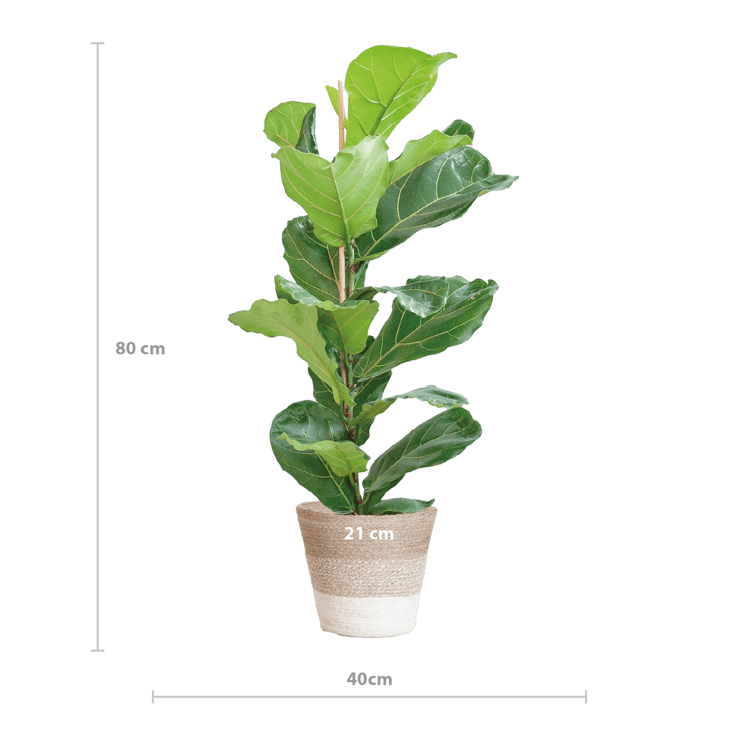 Ficus Lyrata mit Korb Lissabon weiß - 80cm - Ø21 - Botanic-Vibes