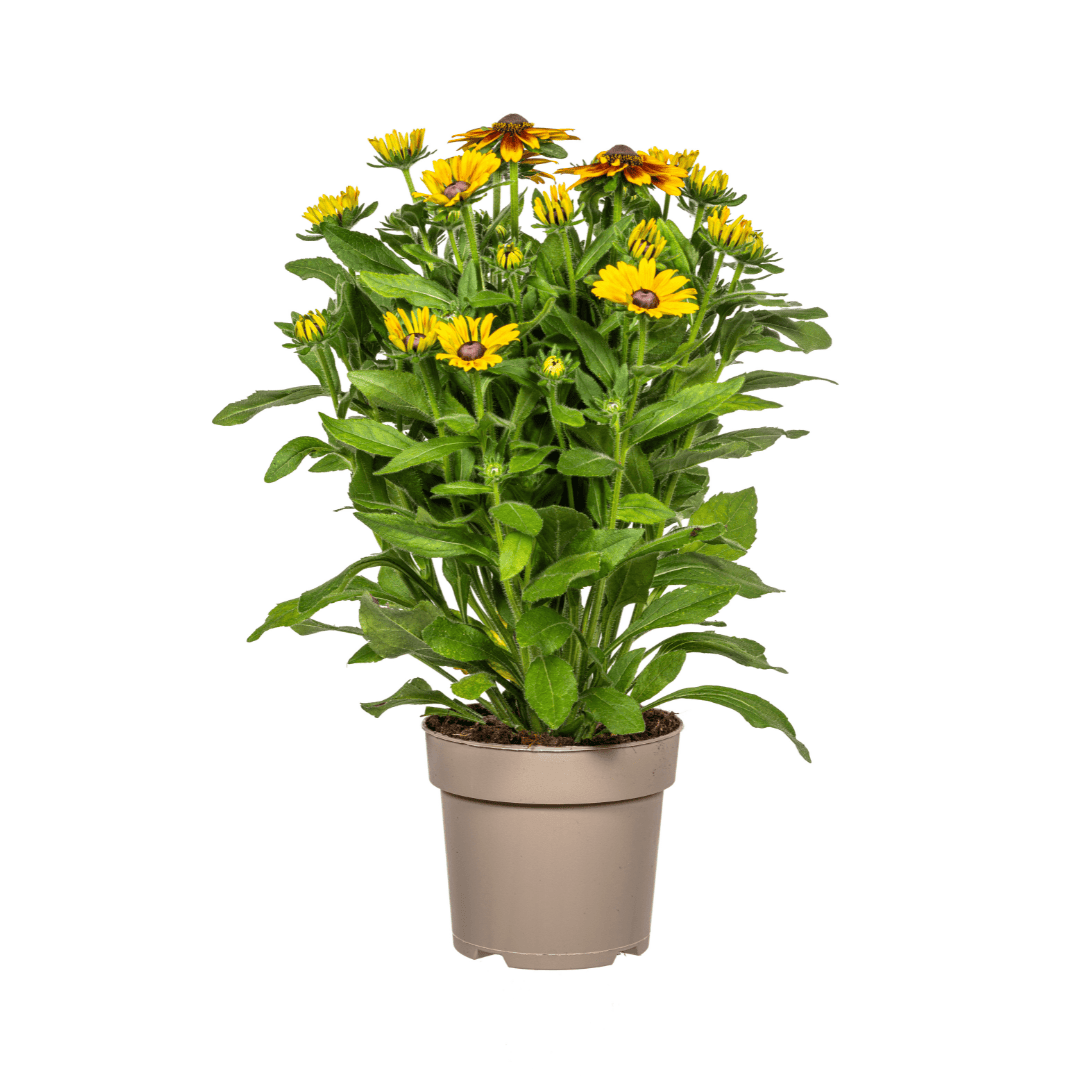 Rudbeckia Summerina Ø19cm - ↕45 - 60cm - Botanic-Vibes