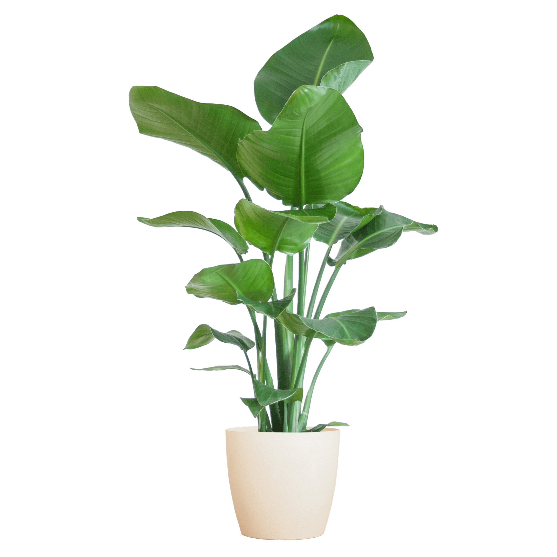 Strelitzia Nicolai mit Viber-Topf weiß – 80 cm – Ø21 - Botanic-Vibes