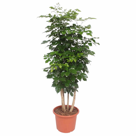 Radermachera hainanensis – 190 cm – Ø40 - Botanic-Vibes
