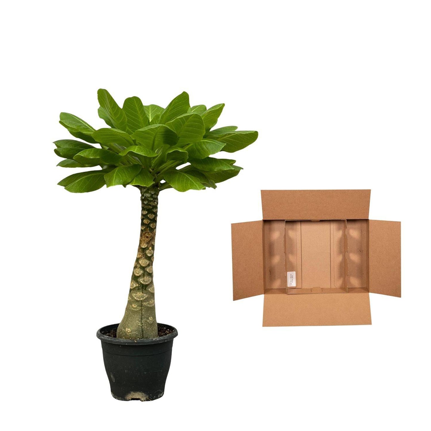 Birghamia Insignis – 25 cm – ø12 - Botanic-Vibes