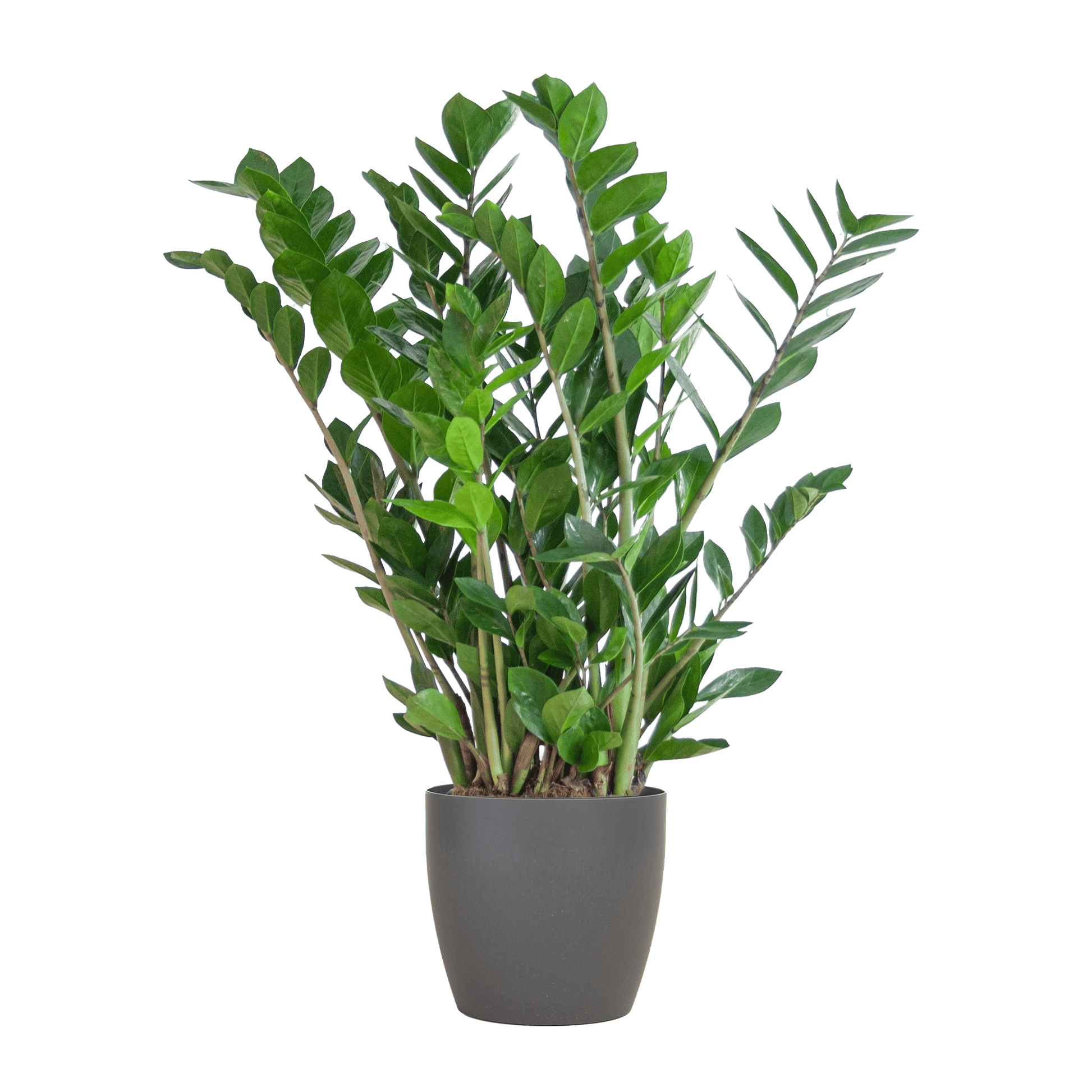 Zamioculcas Zamiifolia mit Viber Grau - 80cm - Ø21 - Botanic-Vibes