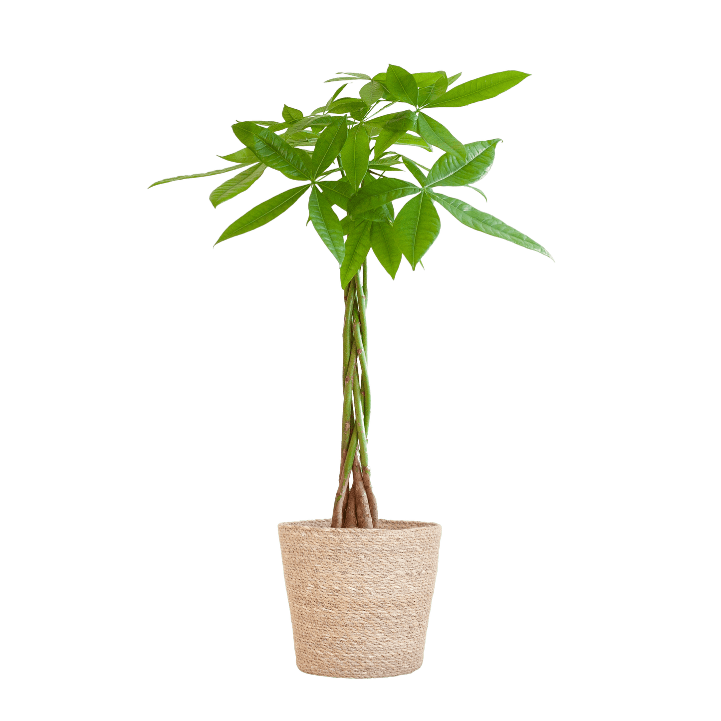 Pachira Aquatica mit Sofia-Korb natur  - 80cm - Ø21 - Botanic-Vibes