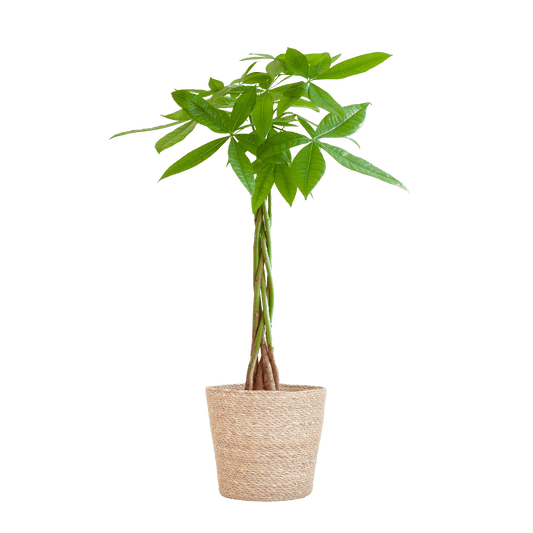 Pachira Aquatica mit Sofia-Korb natur  - 80cm - Ø21 - Botanic-Vibes