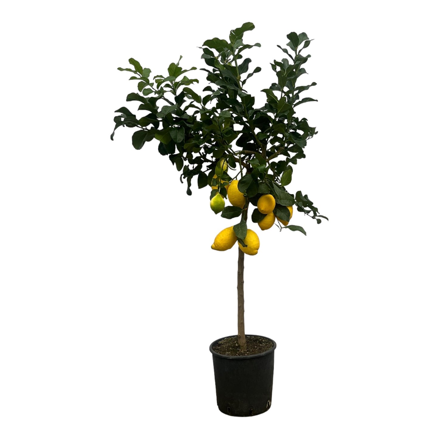 Citrus Lemon (Zitronenbaum) – 150 cm – Ø24