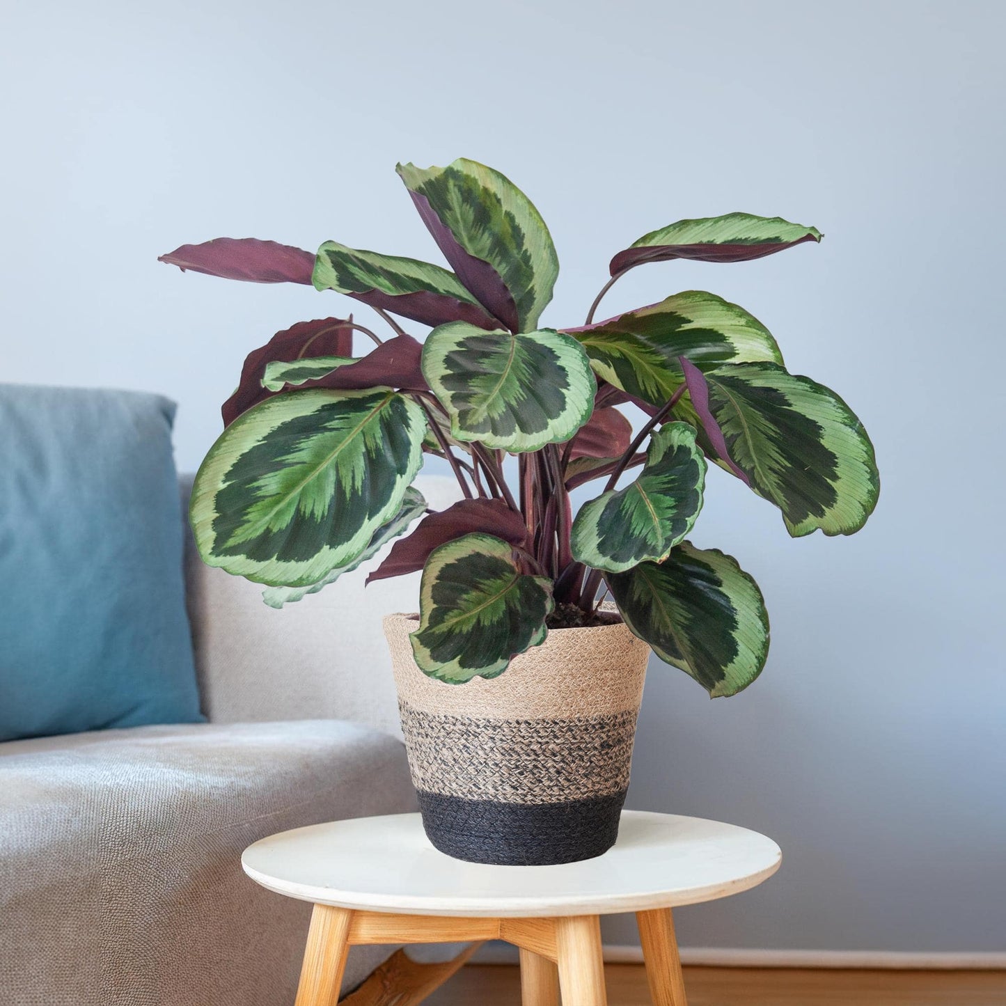 Calathea Medaillon mit Lissabon-Korb Schwarz - 65cm - Ø21 - Botanic-Vibes