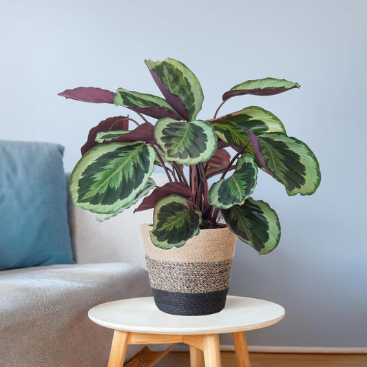 Calathea Medaillon mit Lissabon-Korb Schwarz - 65cm - Ø21 - Botanic-Vibes